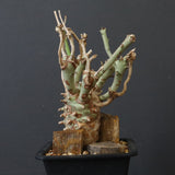 E.ロンギツベルクローサ EC1117