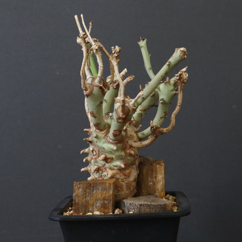 E.ロンギツベルクローサ EC1117