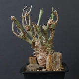 E.ロンギツベルクローサ EC1117