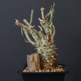 E.ロンギツベルクローサ EC1117