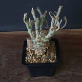 E.ロンギツベルクローサ EC1117