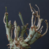 E.ロンギツベルクローサ EC1117