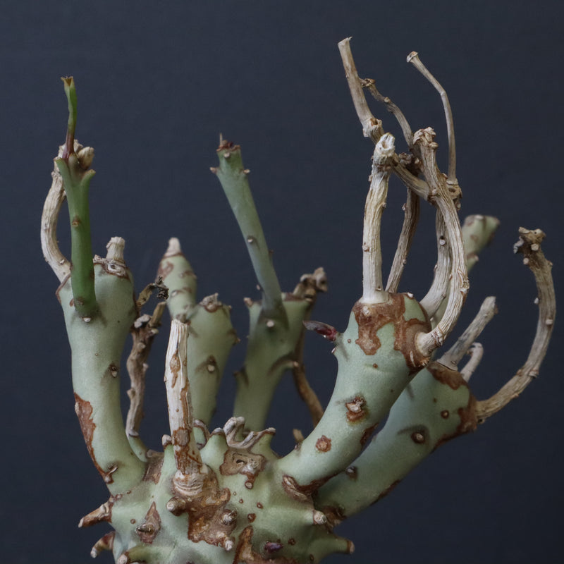 E.ロンギツベルクローサ EC1117