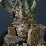 E.ロンギツベルクローサ EC1117