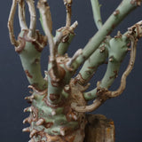 E.ロンギツベルクローサ EC1117