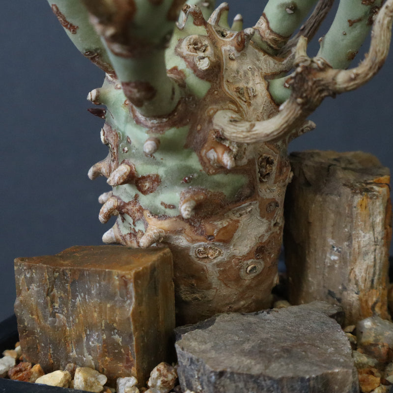 E.ロンギツベルクローサ EC1117