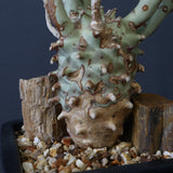 E.ロンギツベルクローサ EC1117