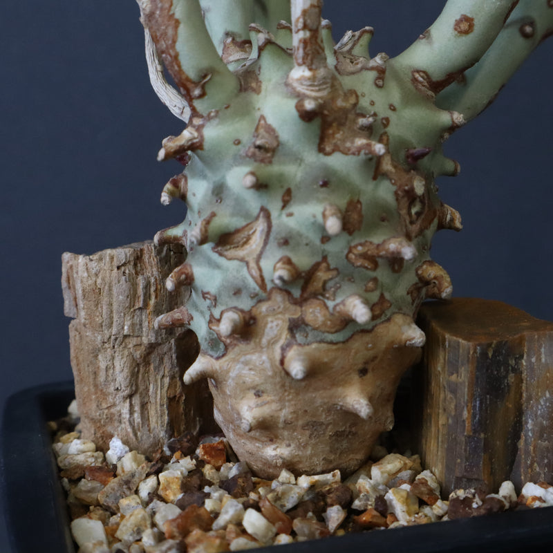 E.ロンギツベルクローサ EC1117