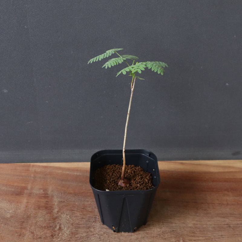 for フラワー・ガーデニング エレファントリザ プラエテルミサ 実生