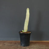 L.ハーグネラエ 7