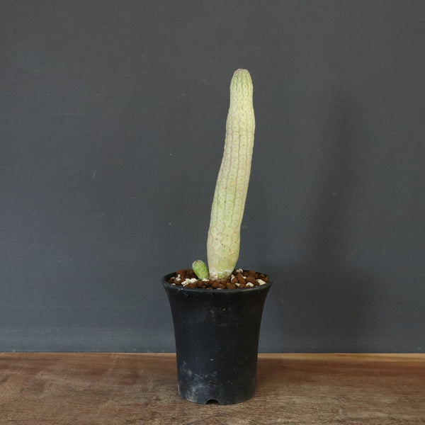 L.ハーグネラエ 7