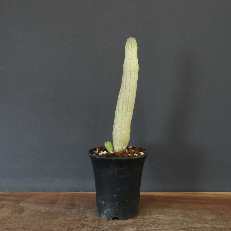 L.ハーグネラエ 7