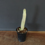 L.ハーグネラエ 7