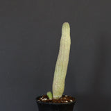 L.ハーグネラエ 7