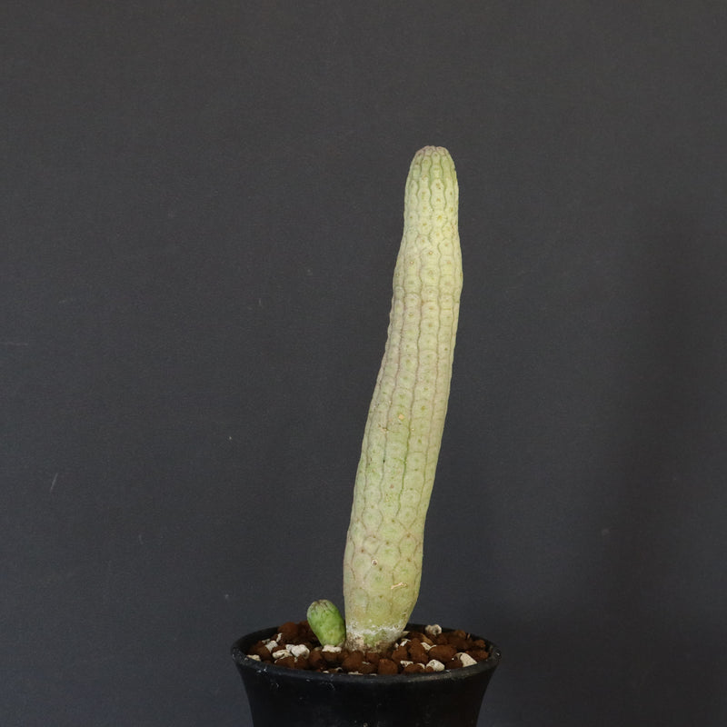 L.ハーグネラエ 7