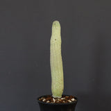 L.ハーグネラエ 7