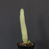 L.ハーグネラエ 7