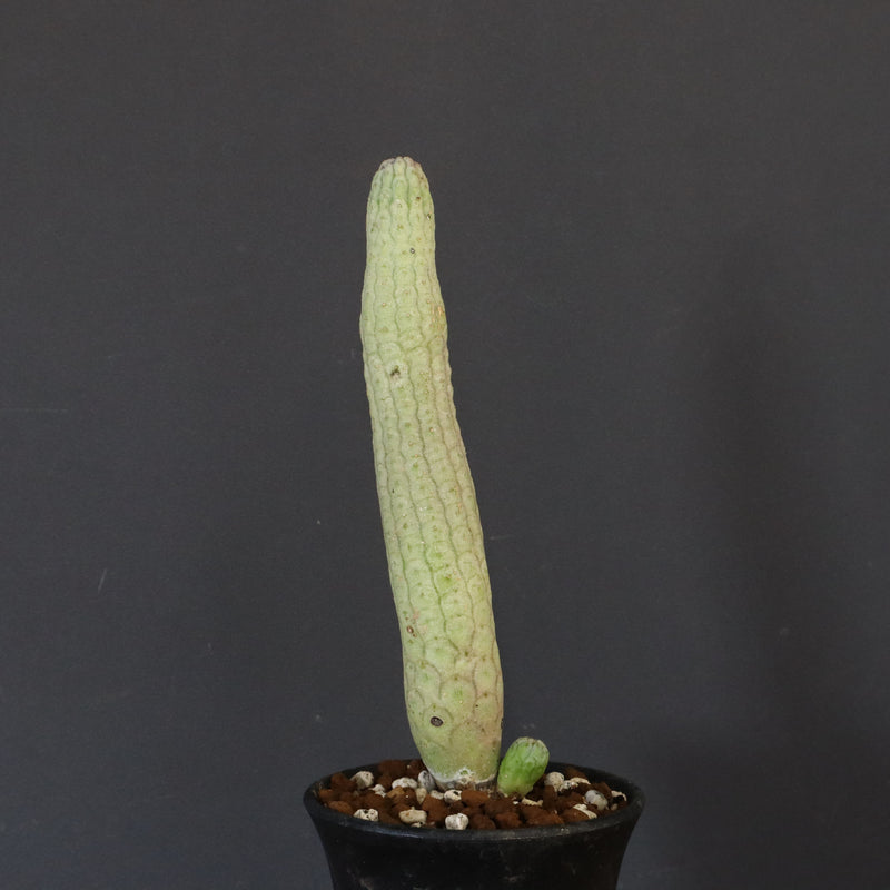 L.ハーグネラエ 7