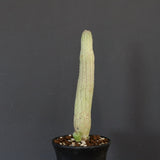 L.ハーグネラエ 7