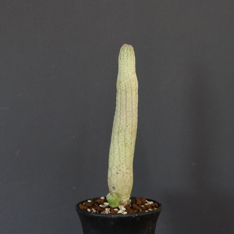 L.ハーグネラエ 7