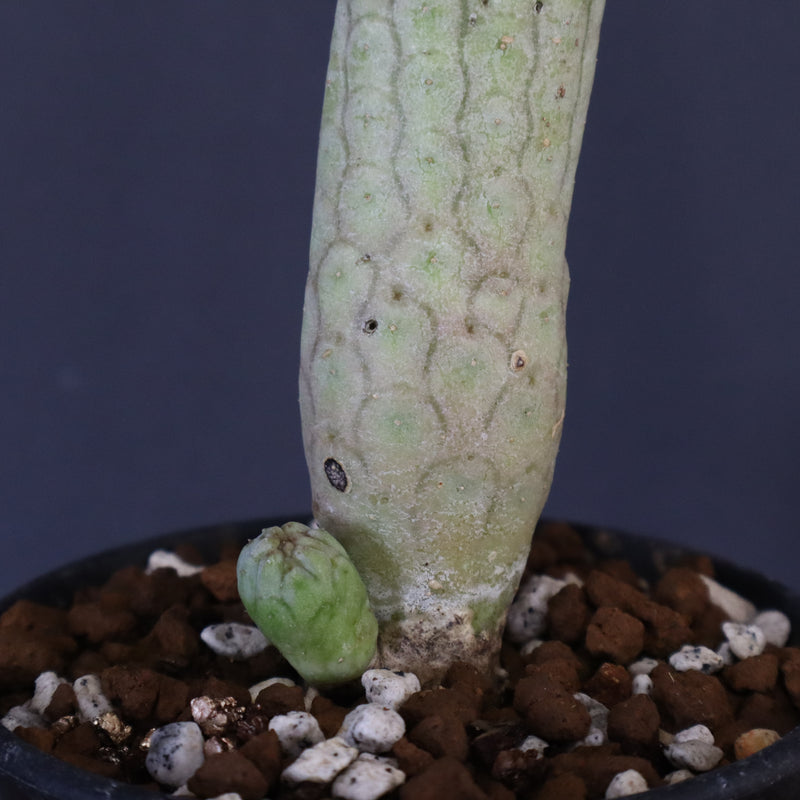 L.ハーグネラエ 7