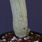 L.ハーグネラエ 7