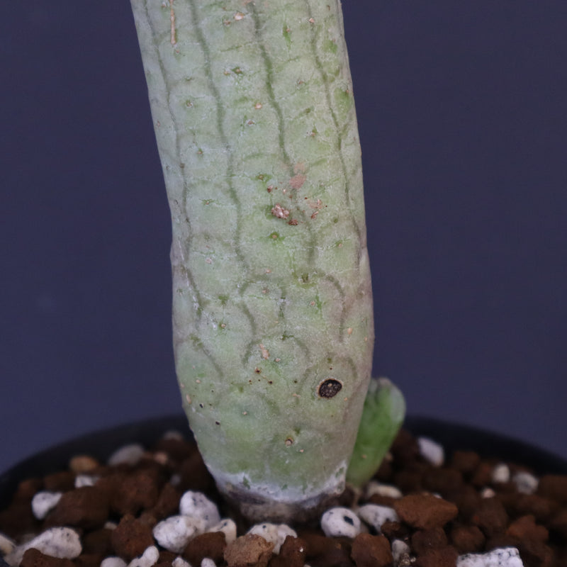 L.ハーグネラエ 7