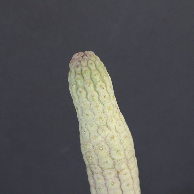 L.ハーグネラエ 7