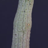 L.ハーグネラエ 7