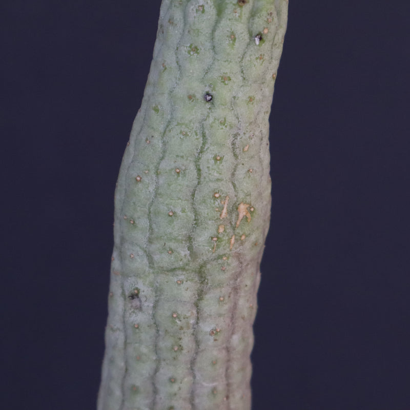 L.ハーグネラエ 7