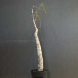 O.ヒファエノイデス EC1118