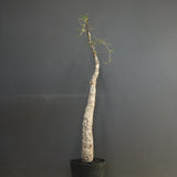 O.ヒファエノイデス EC1118