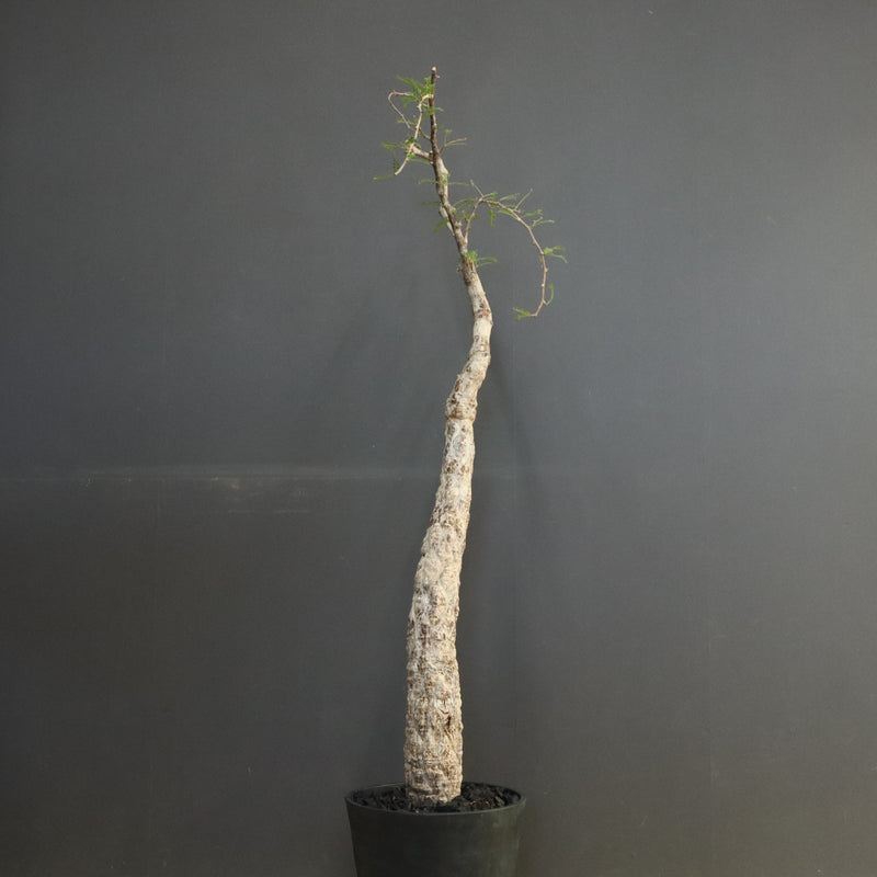 O.ヒファエノイデス EC1118