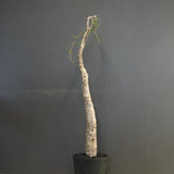 O.ヒファエノイデス EC1118