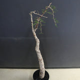 O.ヒファエノイデス EC1118