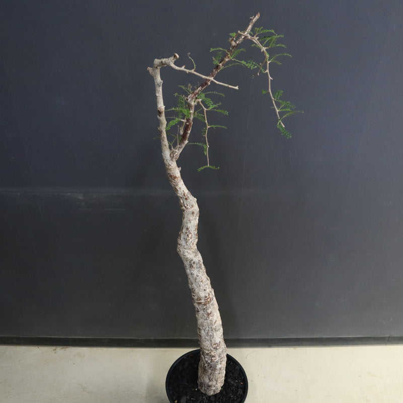 O.ヒファエノイデス EC1118