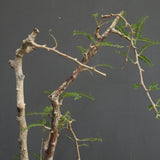 O.ヒファエノイデス EC1118