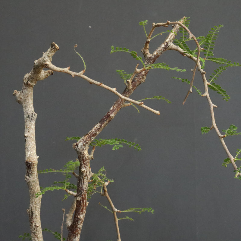 O.ヒファエノイデス EC1118