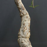 O.ヒファエノイデス EC1118