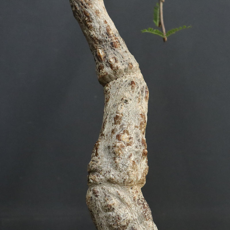 O.ヒファエノイデス EC1118