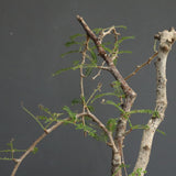 O.ヒファエノイデス EC1118