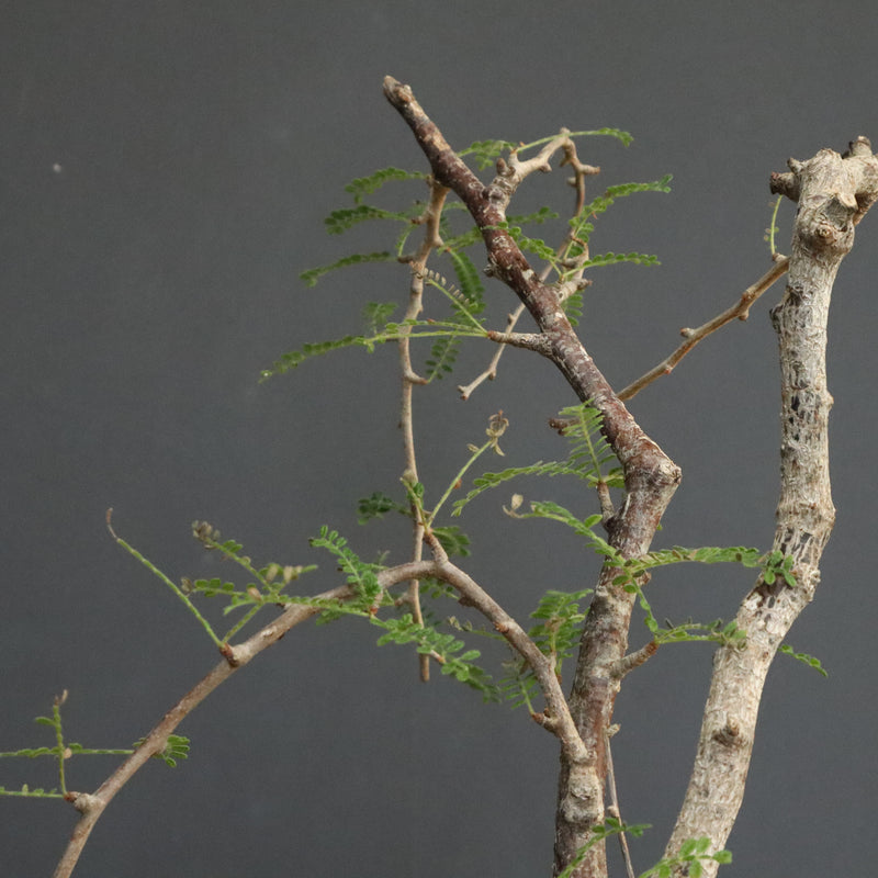 O.ヒファエノイデス EC1118