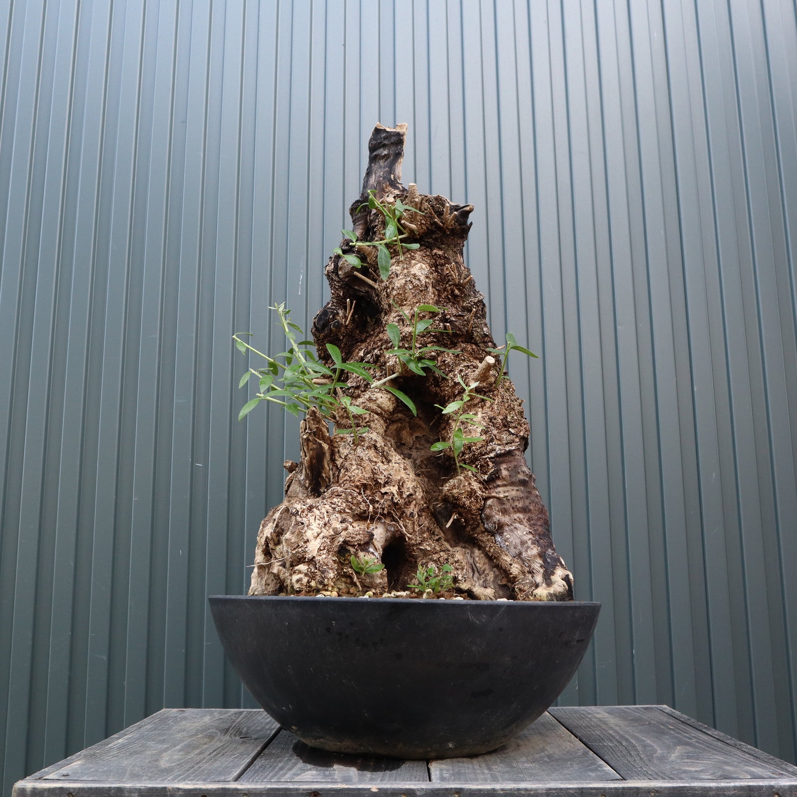 か*お様 オールドオリーブ 古木オリーブ オリーブ古木 塊根植物 太木挿し　オリ か*お様 オールドオリーブ 古木オリーブ オリーブ古木 塊根植物 太木