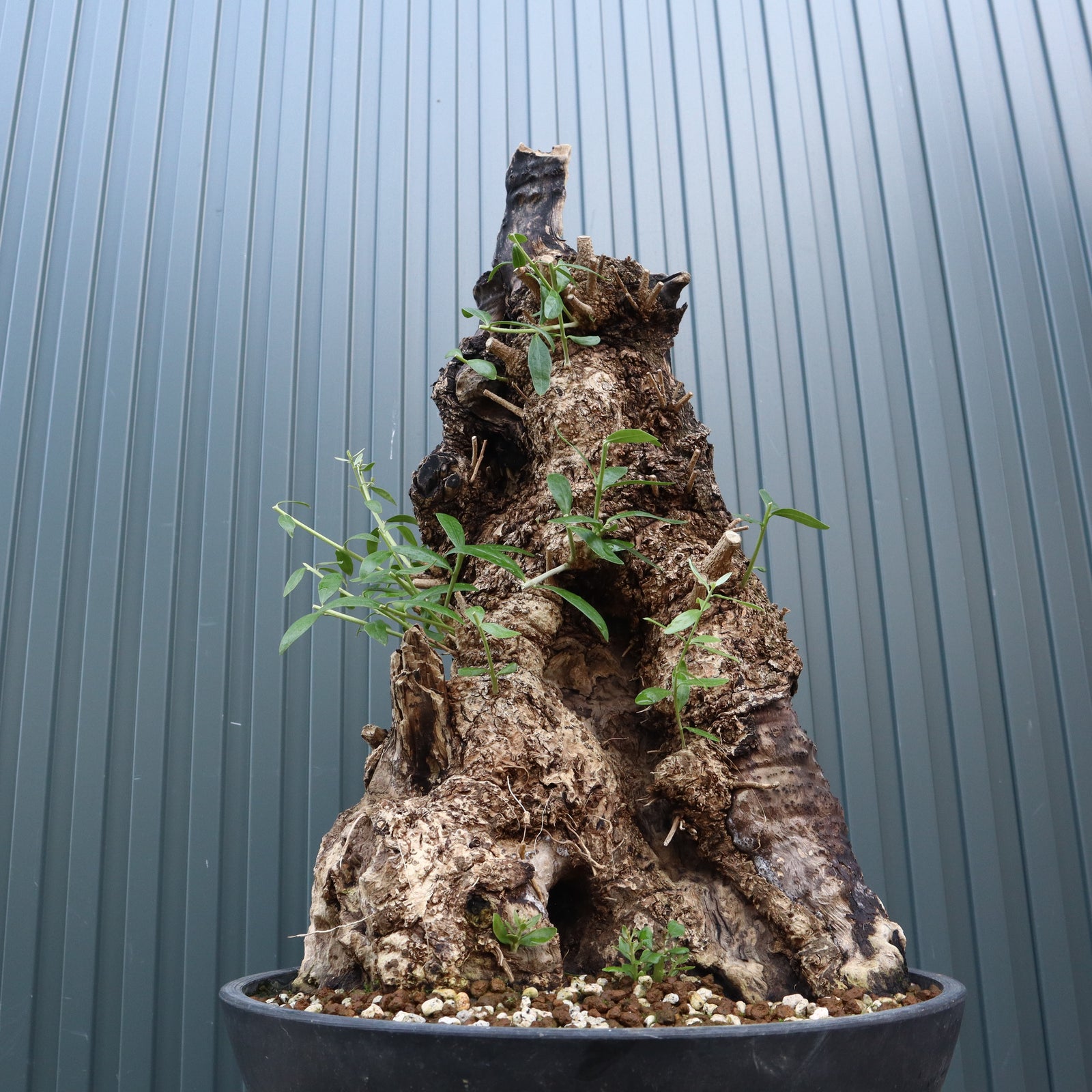 オールドオリーブ（古木） EC709 – TaiShoDo ONLINE SHOP