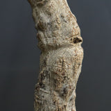 O.ヒファエノイデス EC1118