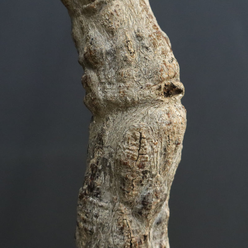 O.ヒファエノイデス EC1118