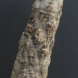 O.ヒファエノイデス EC1118