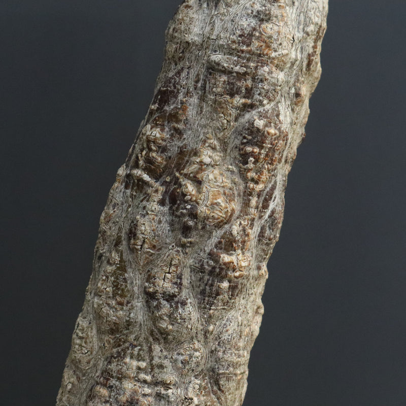 O.ヒファエノイデス EC1118