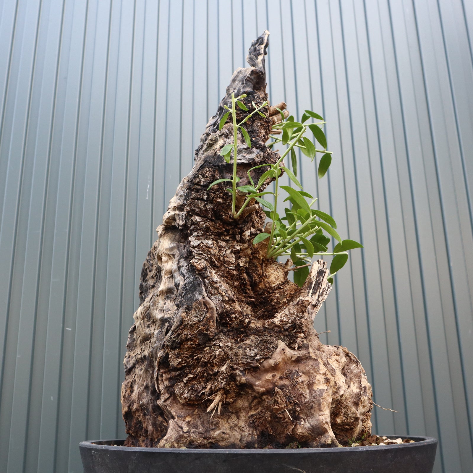 オールドオリーブ（古木） EC709 – TaiShoDo ONLINE SHOP