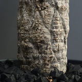 O.ヒファエノイデス EC1118